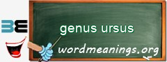 WordMeaning blackboard for genus ursus